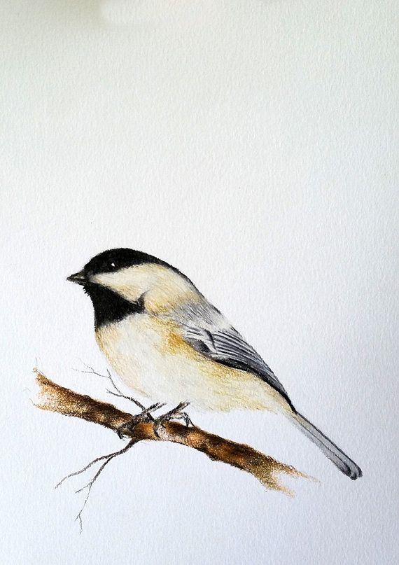570x807 Original Drawing, Colored Pencil Bird, Chickadee Illustration 5.5