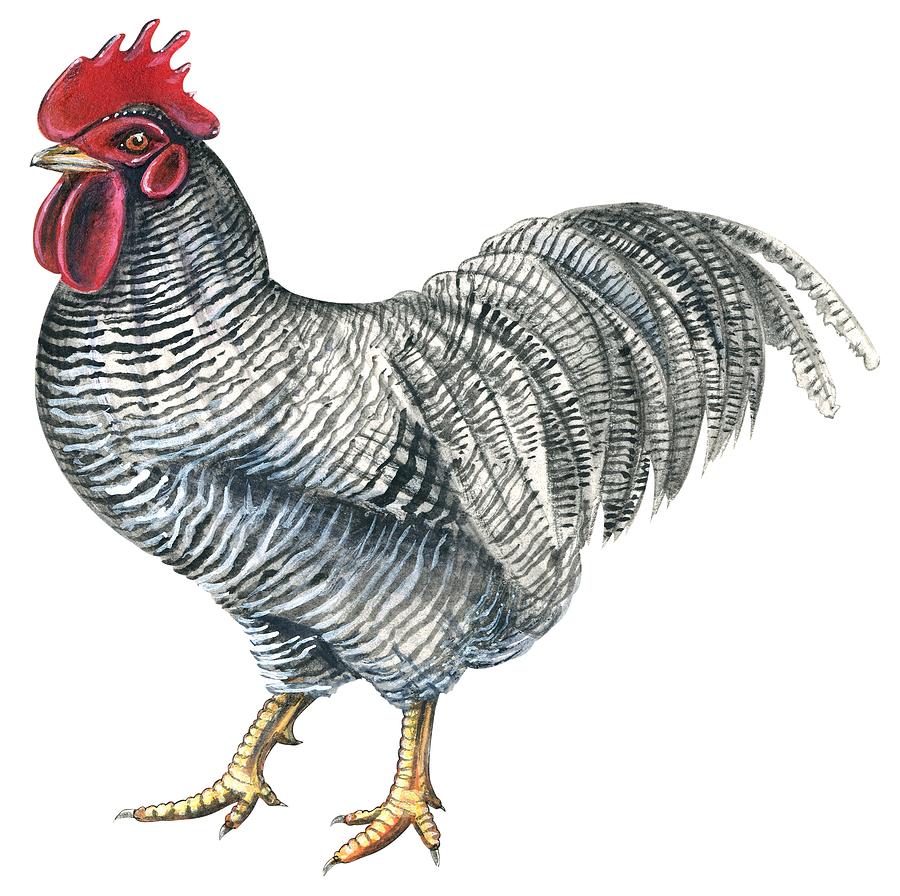 900x896 Plymouth Rock Rooster Drawing By Anonymous
