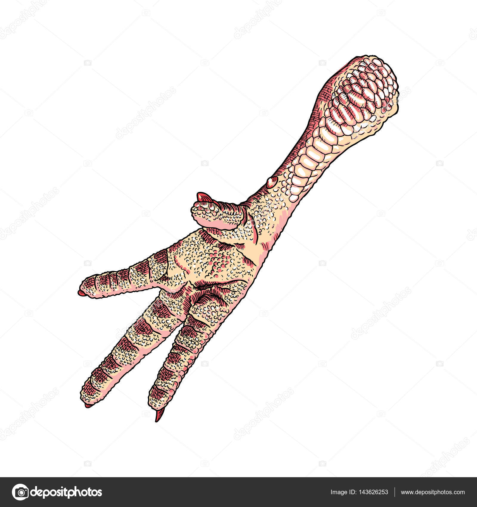 1600x1700 Chicken Foot Drawing Stock Photo Goldenshrimp