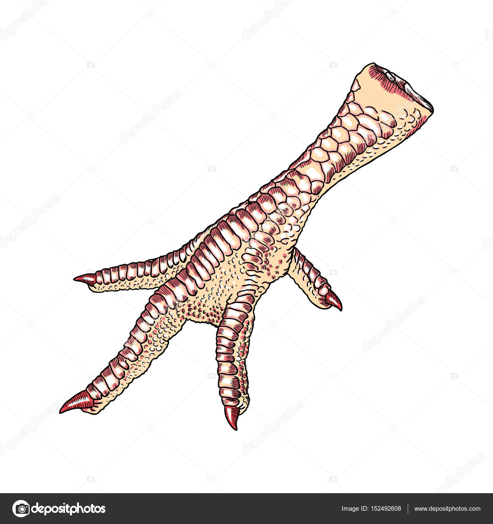 1600x1700 Chicken Foot Drawing Stock Vector Goldenshrimp