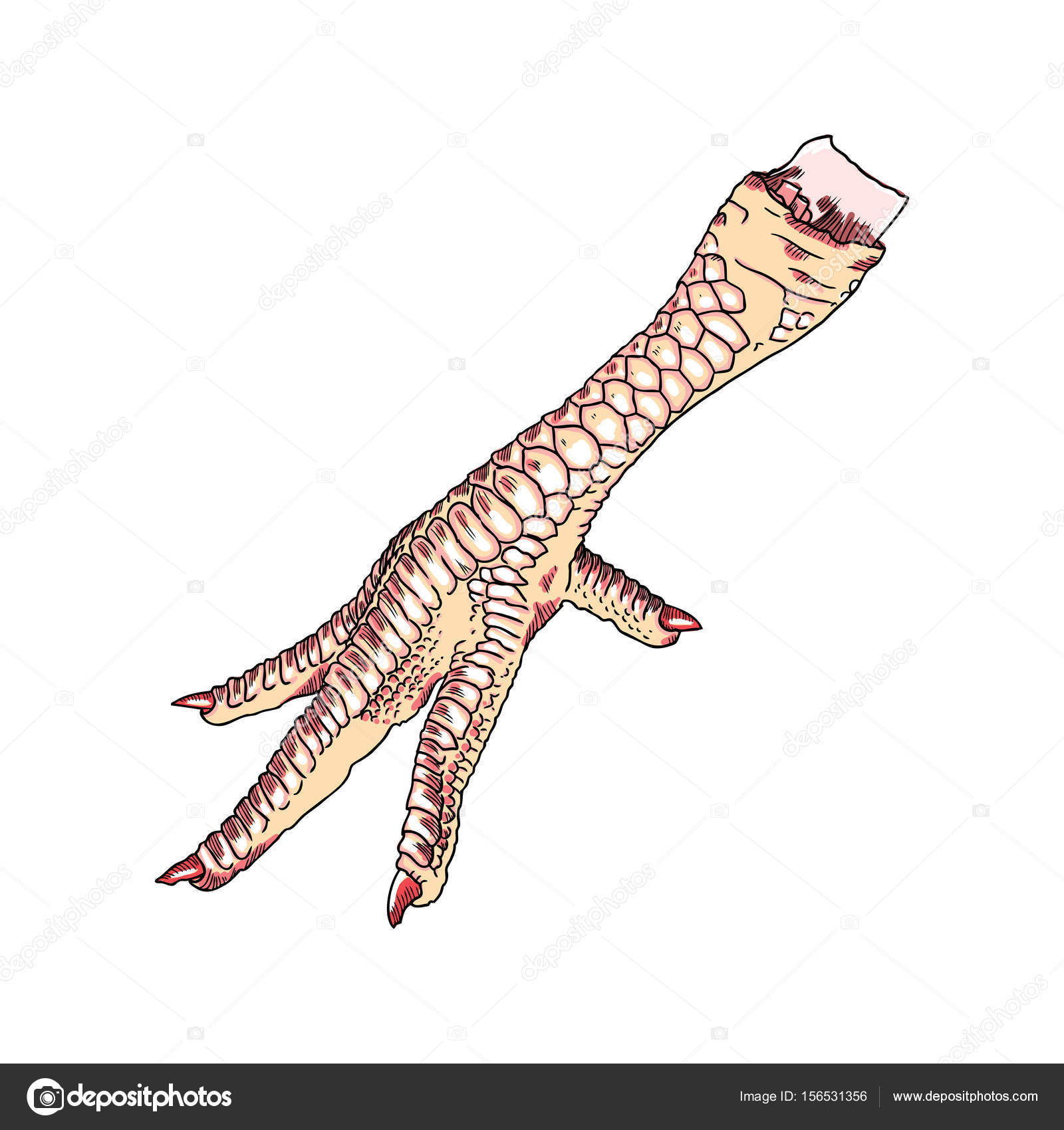 1600x1700 Chicken Foot Illustration Stock Vector Goldenshrimp