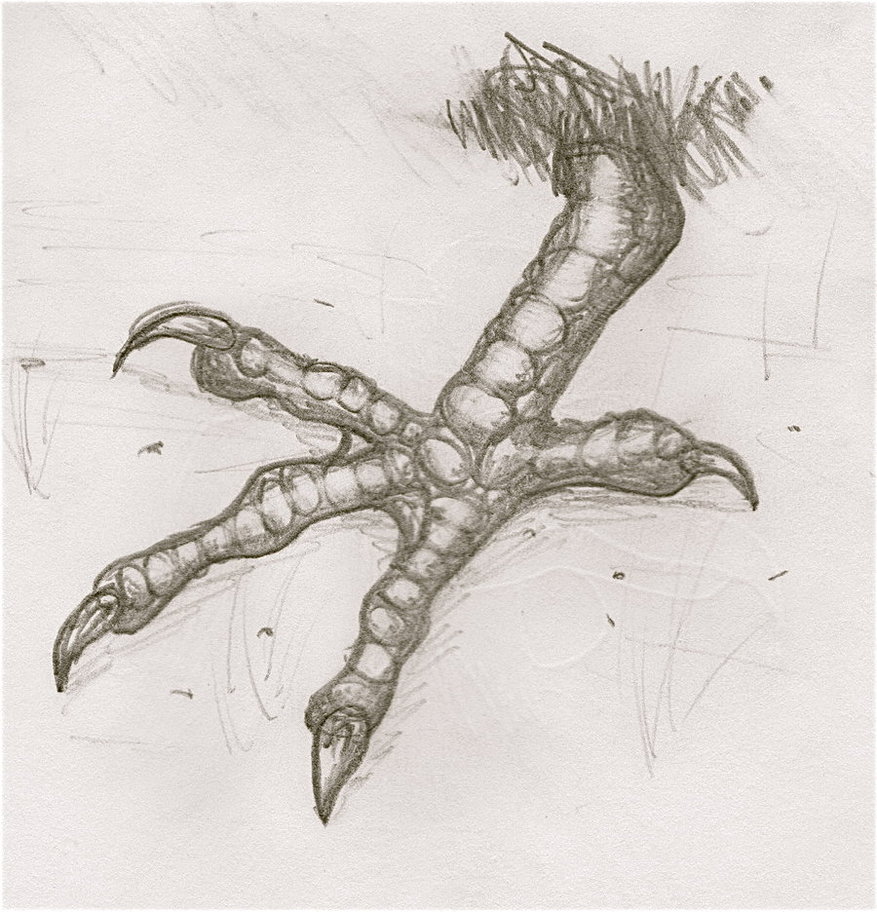 877x912 Evil Chicken Foot By Beckyholly