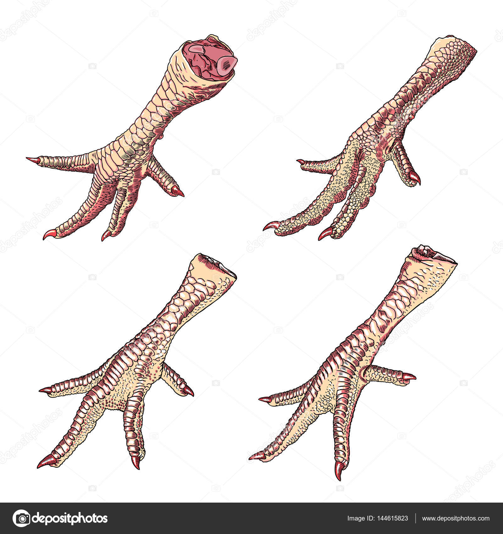 1600x1700 Set Of Chicken Feet Stock Vector Goldenshrimp