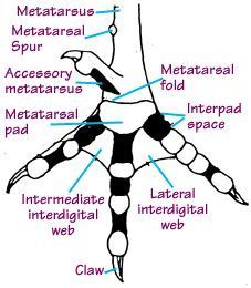 227x260 Chicken Foot Anatomy The Claws In Chickens Are Relatively Short