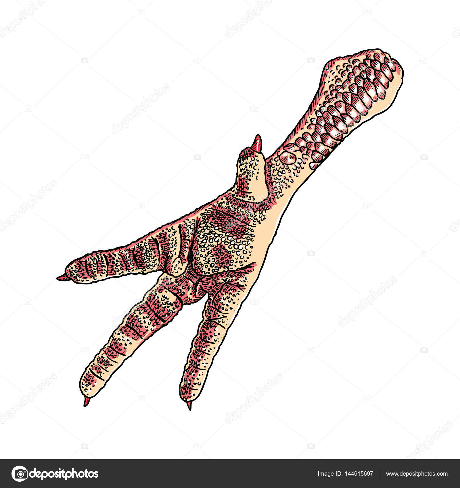 1600x1700 Chicken Foot Drawing Stock Photo Goldenshrimp