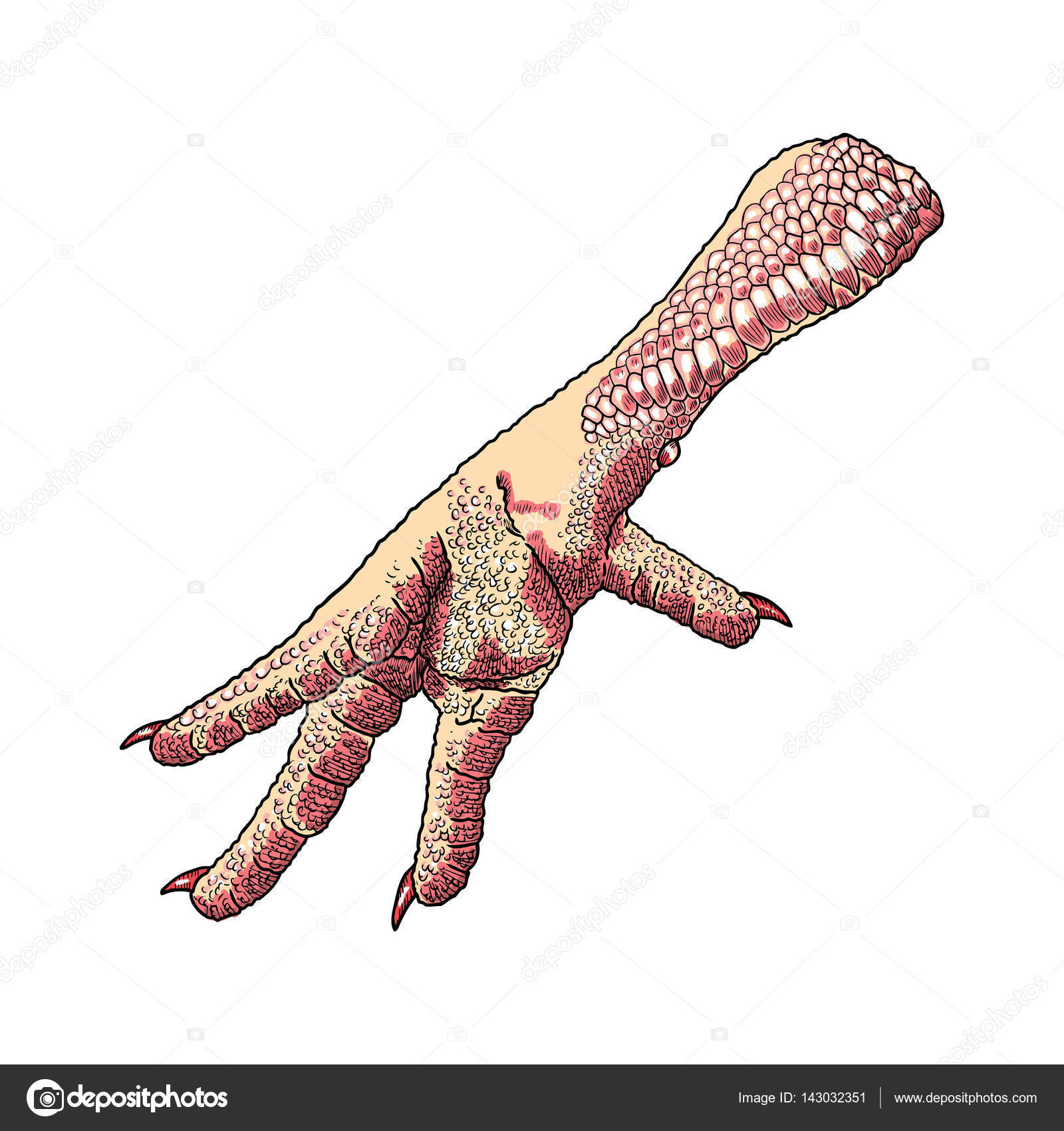 1600x1700 Chicken Foot Drawing Stock Vector Goldenshrimp