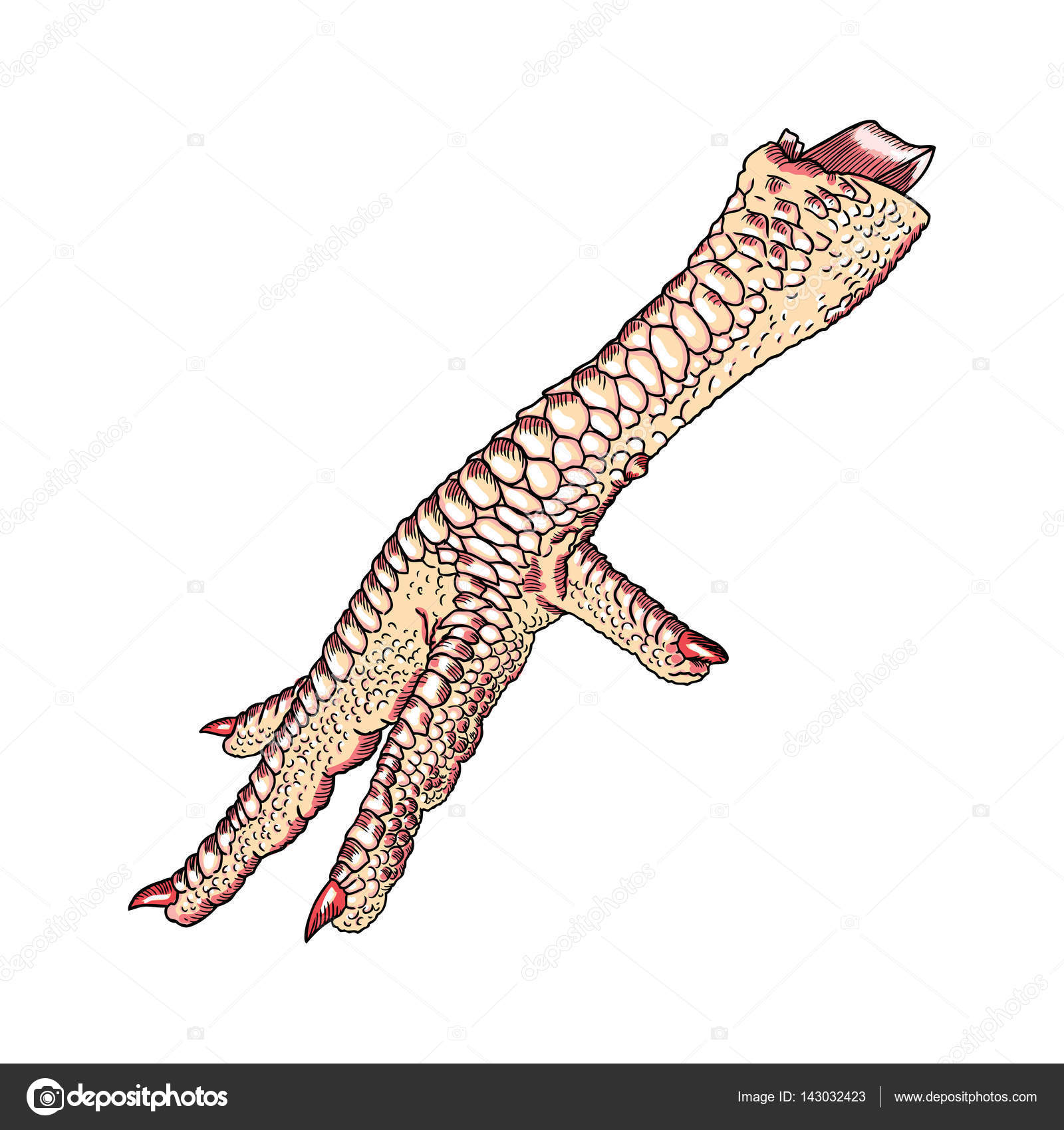 1600x1700 Chicken Foot Drawing Stock Vector Goldenshrimp