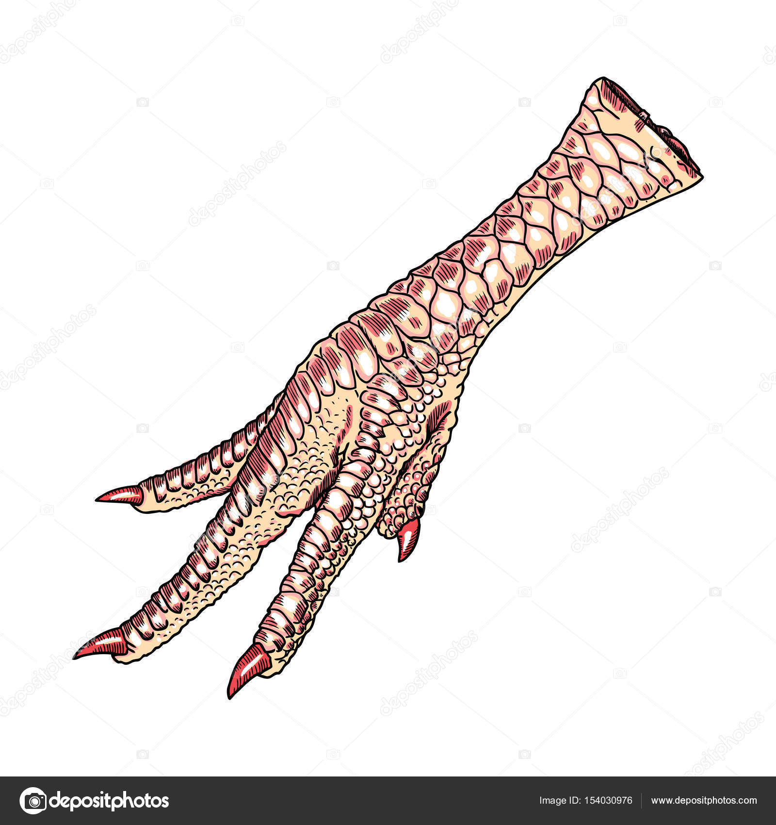 1600x1700 Chicken Foot Drawing Stock Vector Goldenshrimp