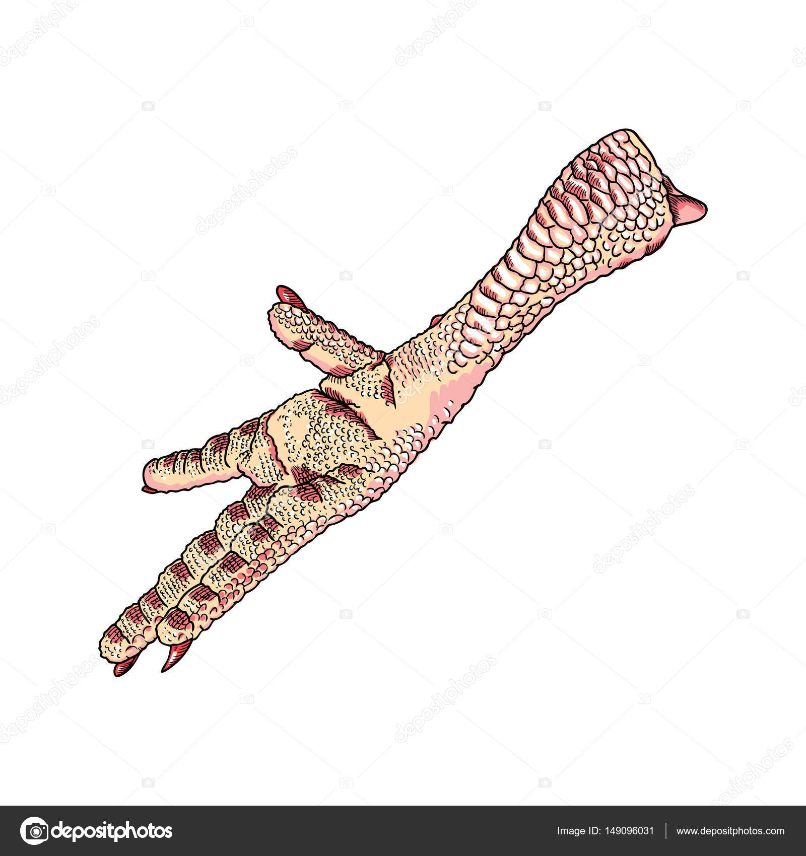 1600x1700 Chicken Foot Sketch Stock Vector Goldenshrimp