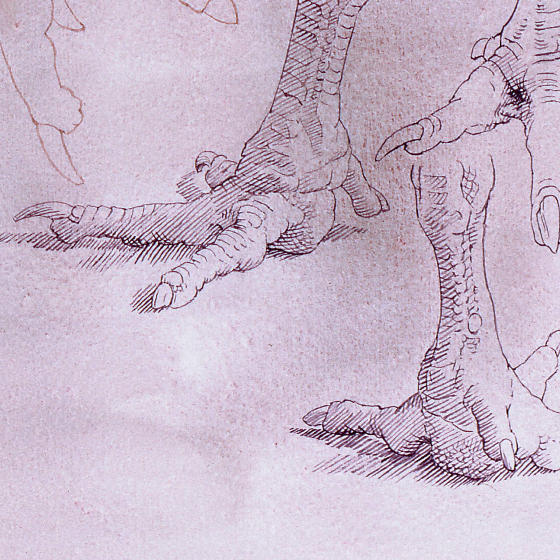 1920x1920 Saatchi Art Chicken Foot Study Painting By Attila Meszlenyi