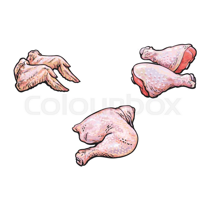 800x800 Vector Chicken Wings Thigh Legs Cartoon Sketch Illustration Set