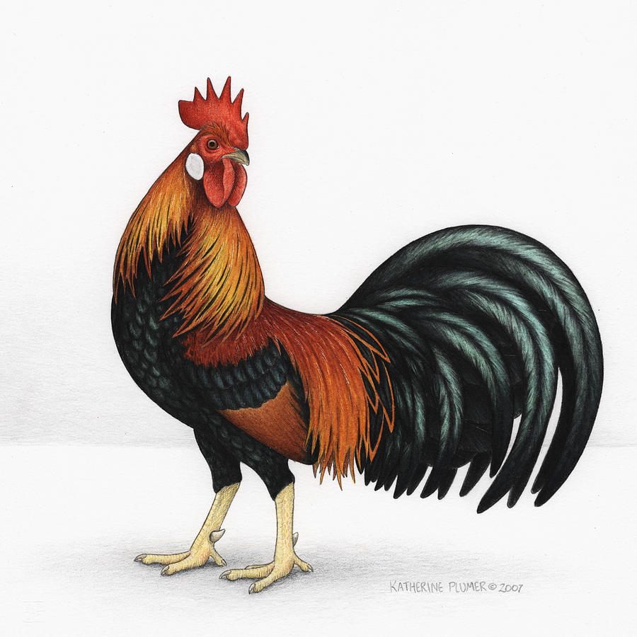 900x900 Chickens Art Fine Art America
