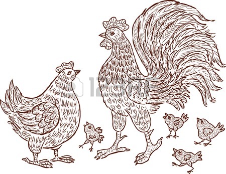 450x347 Drawing Of A Hen With Her Chickens. Royalty Free Cliparts, Vectors