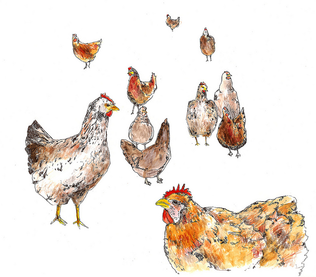 640x561 Chicken Group Chicken Art And Drawings