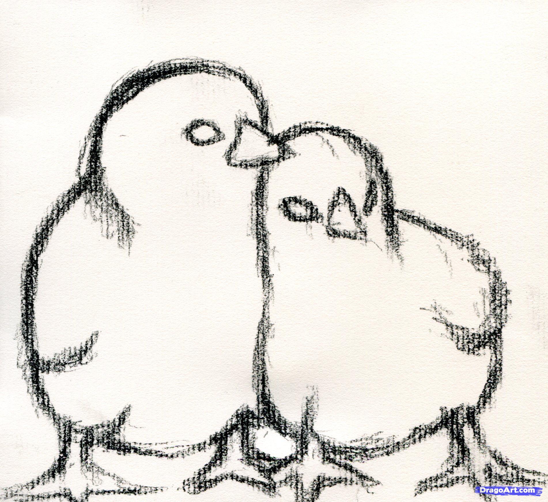 1902x1741 How To Draw Baby Chickens, Realistic Chicks Step 3 Tutorials