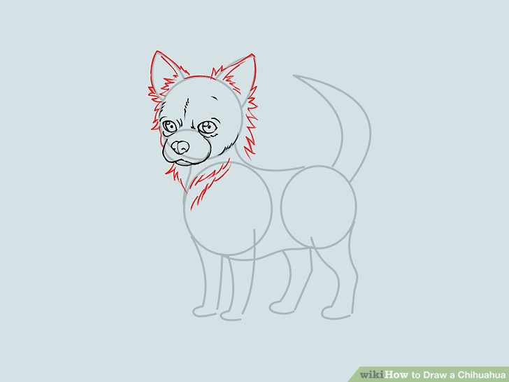 728x546 How To Draw A Chihuahua (With Pictures)