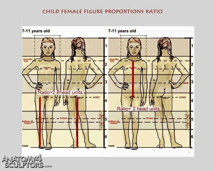 736x588 Child Female Figure Proportions Ratio Anatomy Anatomy