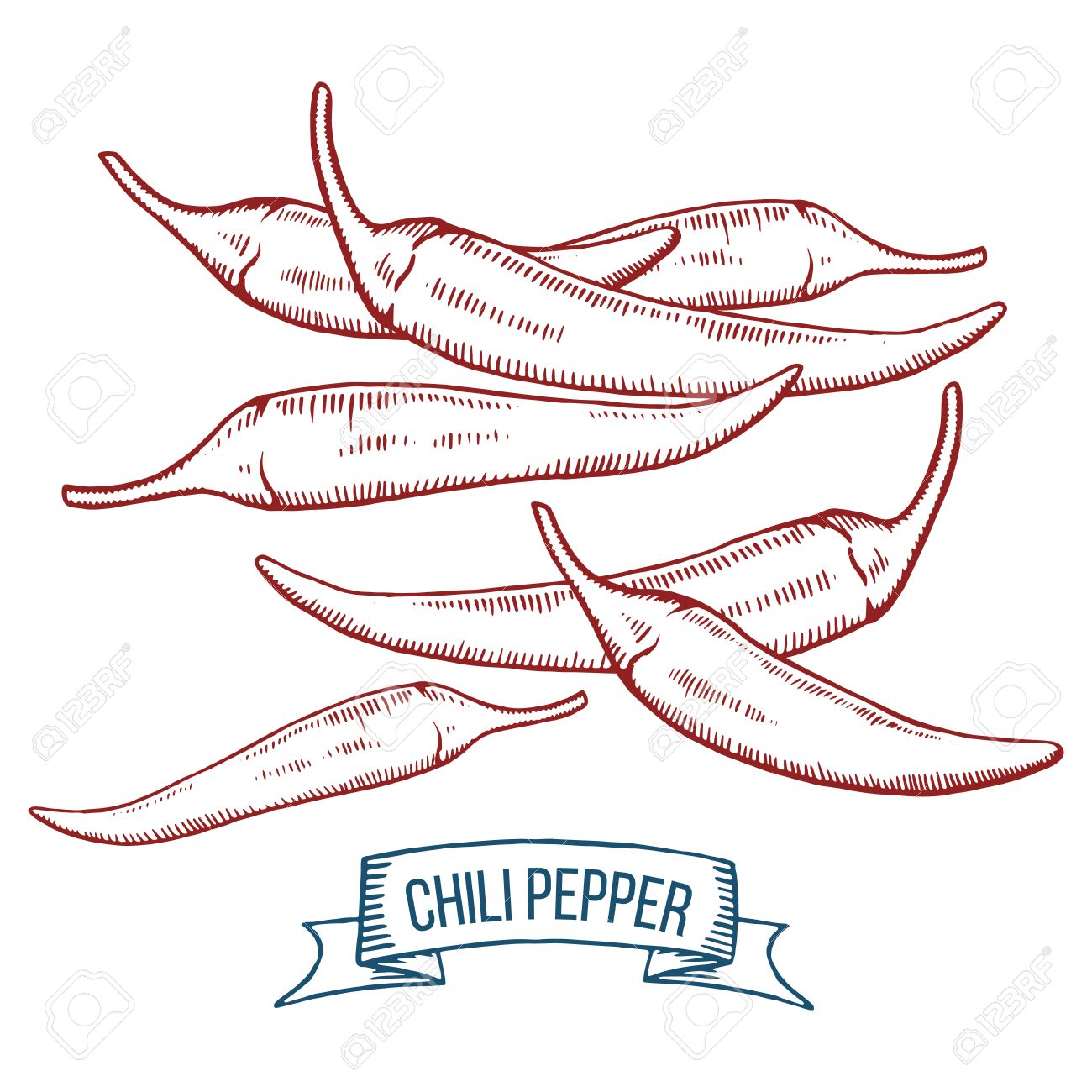 1300x1300 Hand Drawing Of Chile Peppers, Hot Pepper Spice, Engraving, Sketch