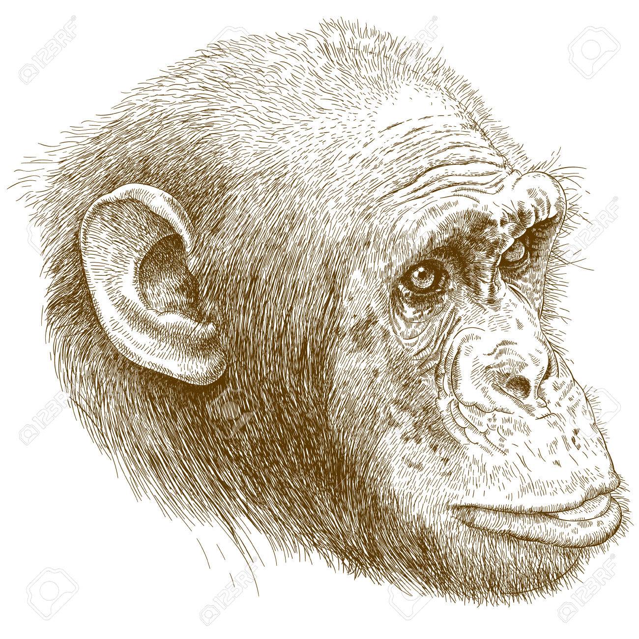 1300x1300 Vector Antique Engraving Illustration Of Chimp Muzzle Isolated
