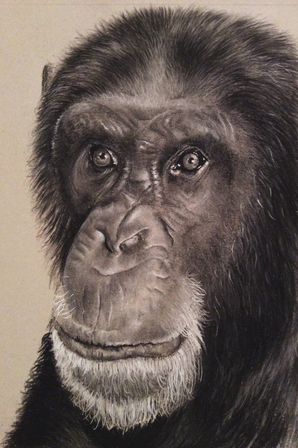 1024x1539 Chimpanzee Charcoal Drawing By Donnabe