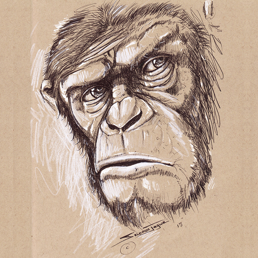 900x900 Drawing ~ Chimpanzee, Caesar The Art Of Solomon W. Jagwe