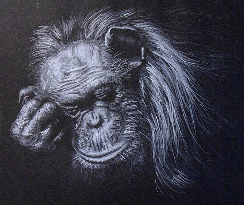 500x420 How To Draw A Sleeping Chimpanzee Online Art Lessons