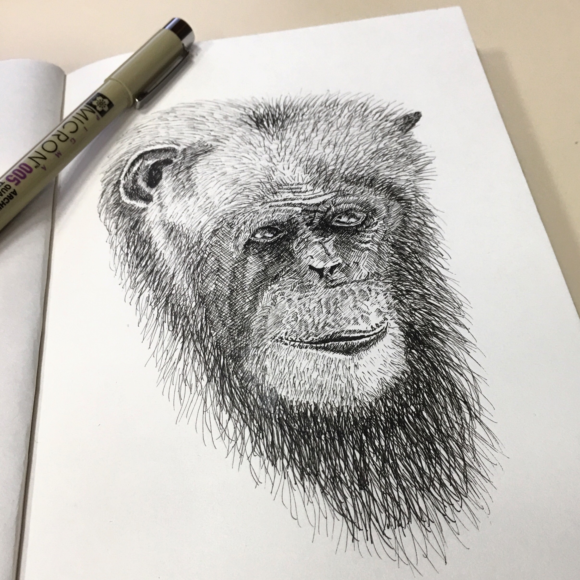 2415x2415 Pen And Ink Drawing Chimpanzee Portrait Creative Pursuits
