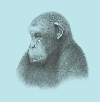 427x434 Want To Understand Mortality Look To The Chimps