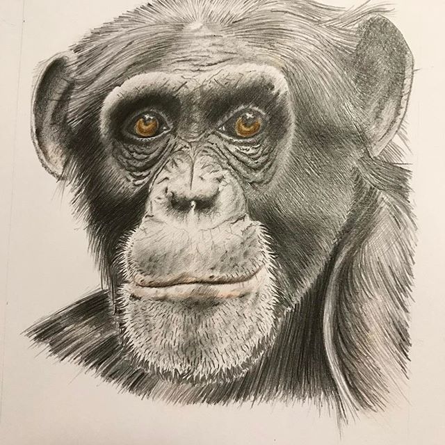 640x640 Fredfrety sketch