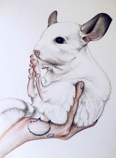 236x321 Evil Chinchilla Drawing
