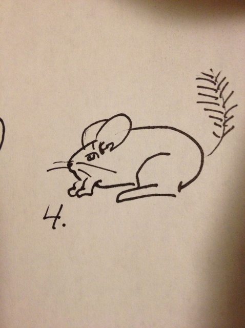 478x640 How To Draw A Chinchilla