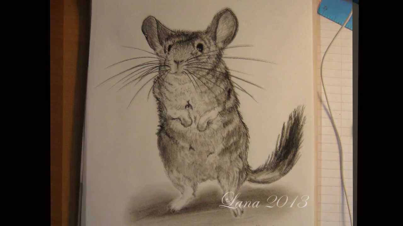 1280x720 How To Draw Chinchilla