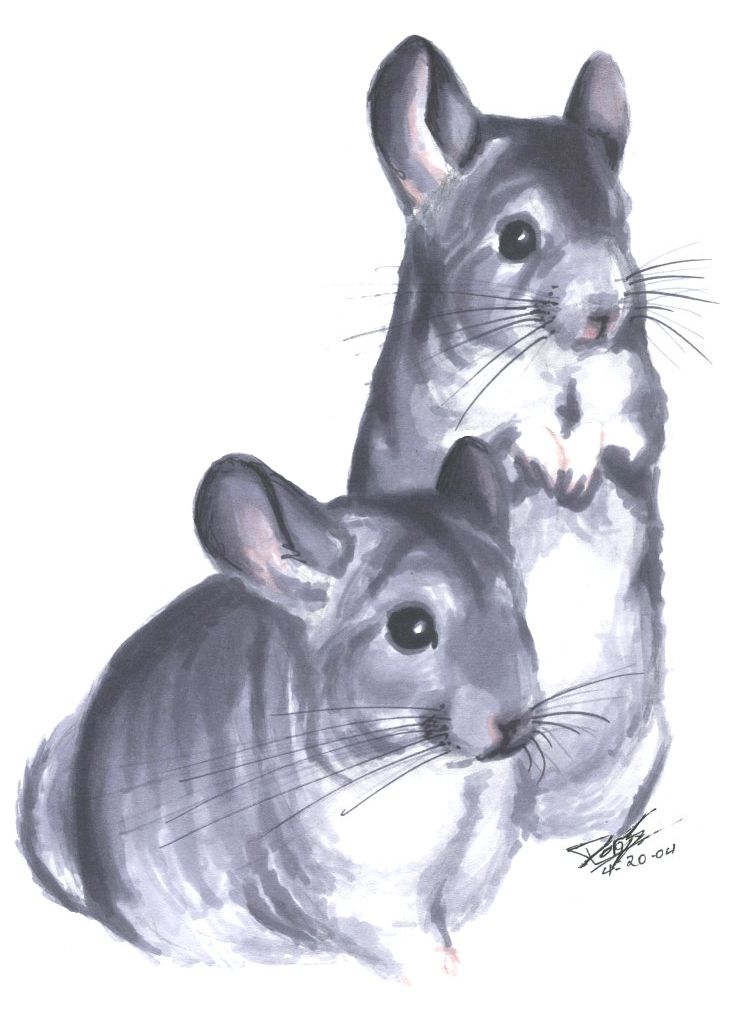 740x1017 Two Chinchillas Posing By Chinchilla Madness