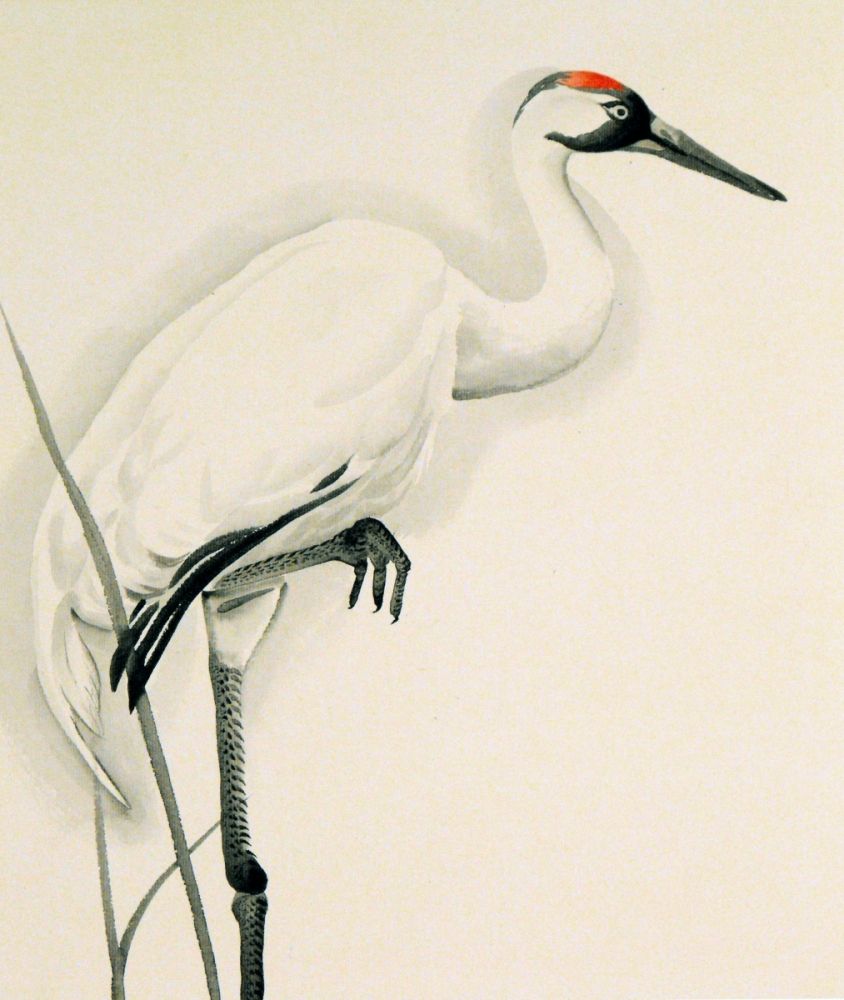 844x1000 Japanese Crane Pencil Drawing
