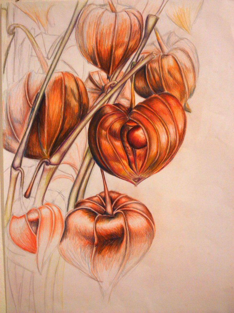 774x1032 Chinese Lantern Drawing Idea Organic Form