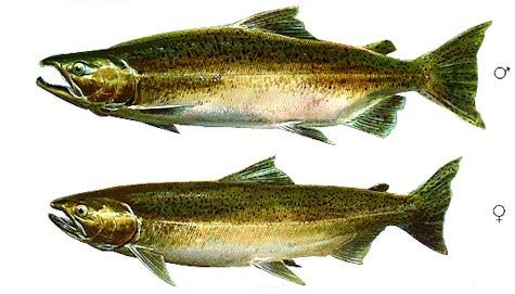 475x271 Drawing Of Male And Female Chinook Salmon In Freshwater Phase