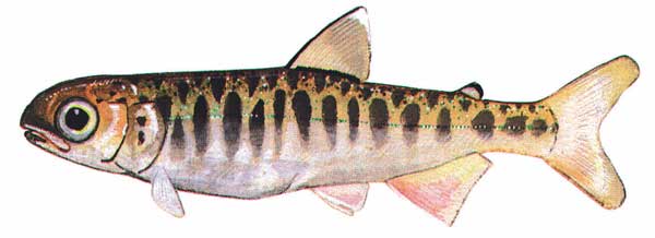 600x218 I Just Took The Pacific Salmon Quiz!, Alaska Department Of Fish