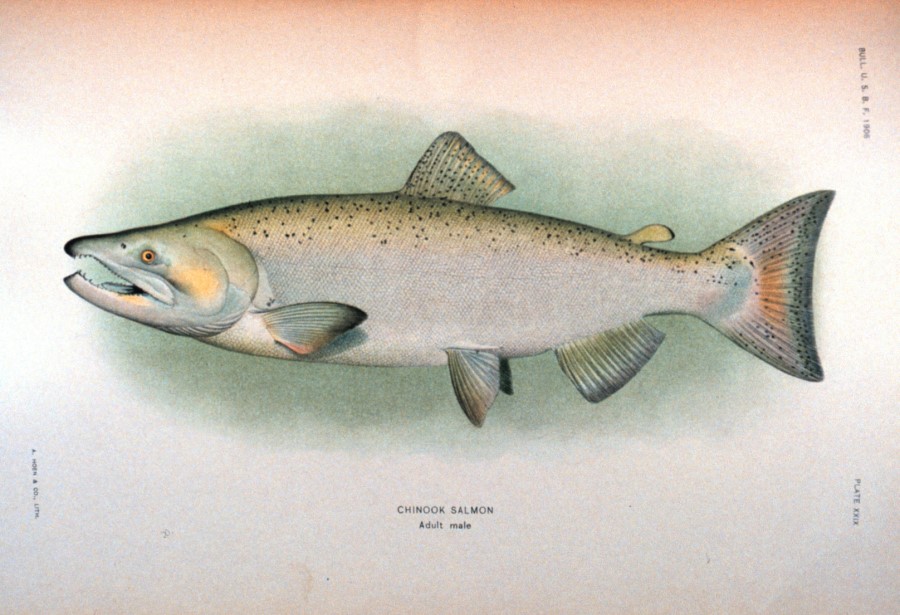 900x615 King Or Chinoonk Salmon Drawing