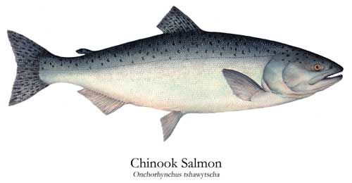 500x260 Non Interactive Drawing Of Chinook Salmon (Onchorhynchus