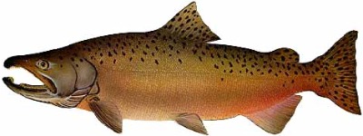 400x150 Types Of Salmon Found In Ketchikan Alaska L Salmon Facts On The 5