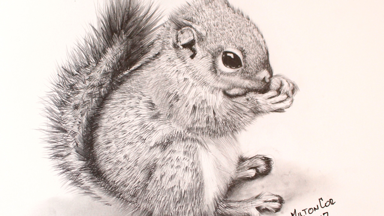 Chipmunk Drawing at GetDrawings | Free download