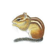 220x220 Animal Chipmunk Tattoo