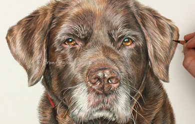 390x247 Pencil Portrait Artist Labrador Retriever Pencil Portraits