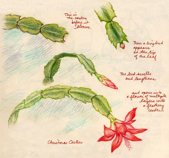 700x654 Christmas Cactus Cacti, Succulents, And The Like