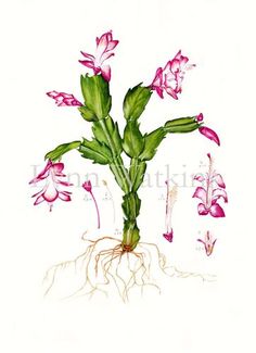 236x325 Christmas Cactus Print By Artyadz On Etsy Illustration