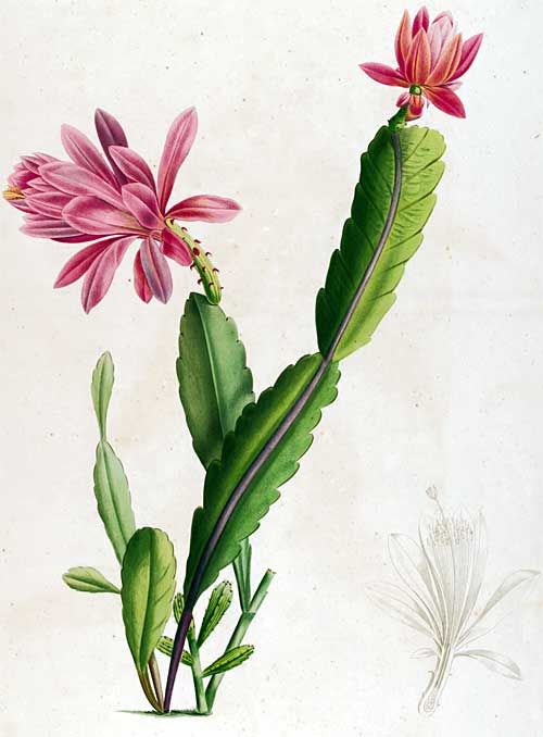 500x678 Christmas Cactus Tattoo. Tattoo Ideas