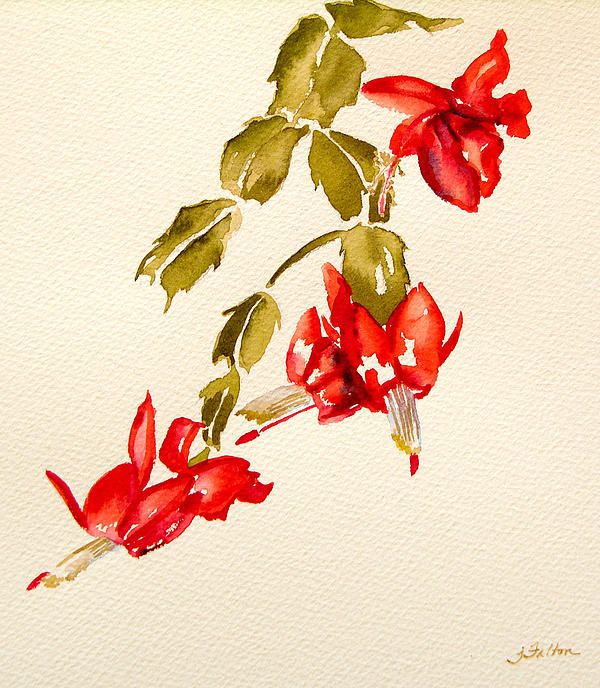 600x688 Christmas Cactus Watercolor Painting. Cards, Prints, Phone Cases
