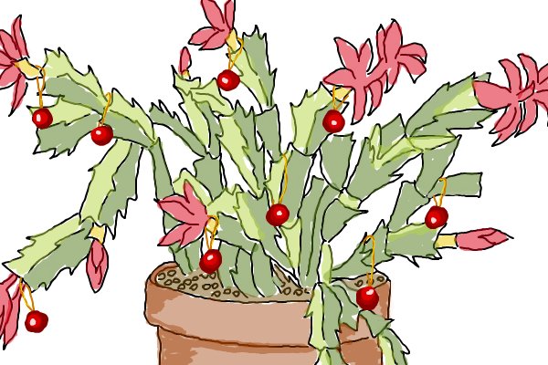 600x400 Christmas Cactus A Plants Speedpaint Drawing By Kutedymples
