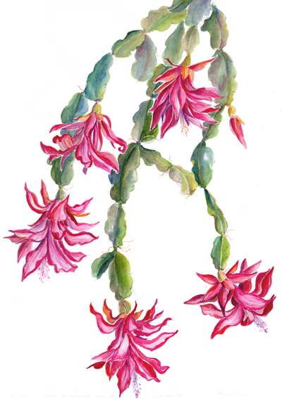 400x567 Watercolor Christmas Cactus Christmas Cactus Seasonalholiday
