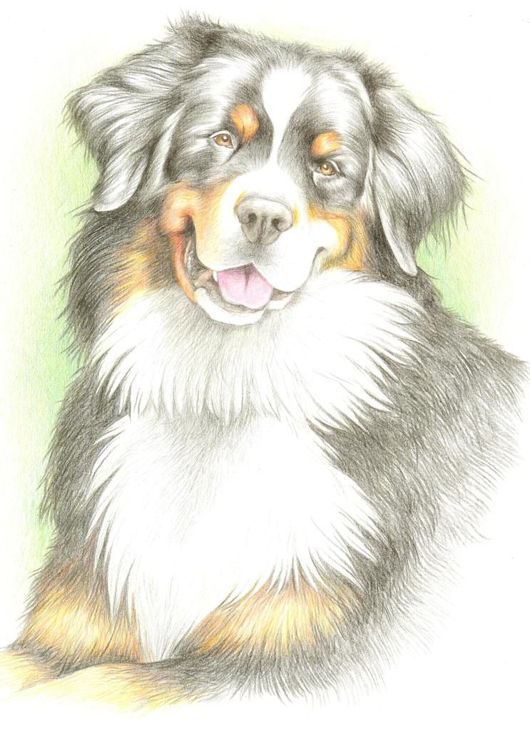 743x1024 Colored Pencil Drawing Of Bernese Mountain Dog Bayla,
